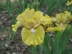 Irys bródkowy niski ‘Matter of fact’ (Iris x barbata)